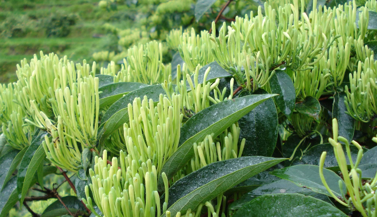 金银花烘干时间和温度?专家「烘干技术」大揭晓 金银花烘干时间和温度?专家「烘干技术」大揭晓